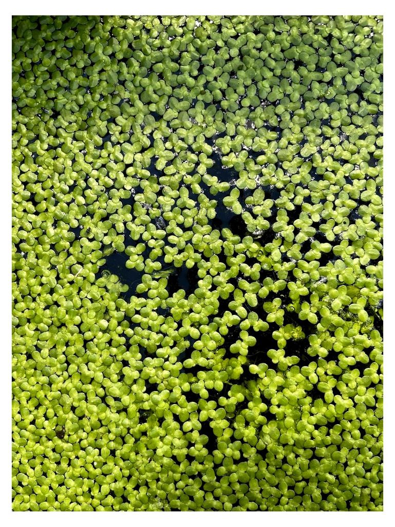 Lemna Minor – Wasserlinsen | Schwimmpflanze für Teich und Produktbild 
