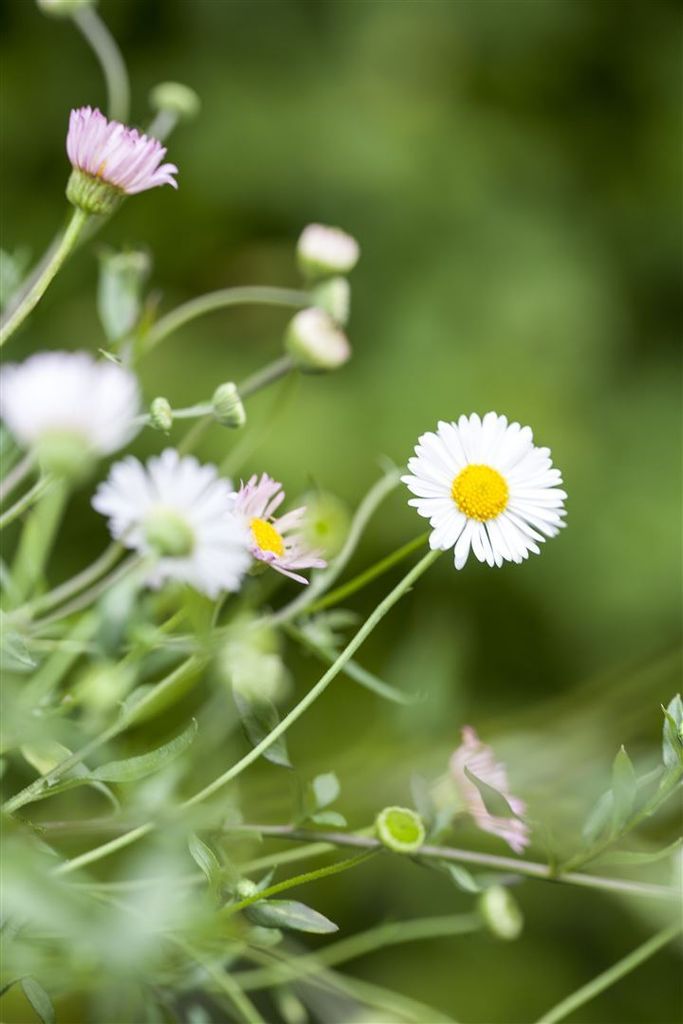 Erigeron karvinskianus 'Blütenmeer', Spanisches Gänseblümchen, ca. 9x9 cm Topf