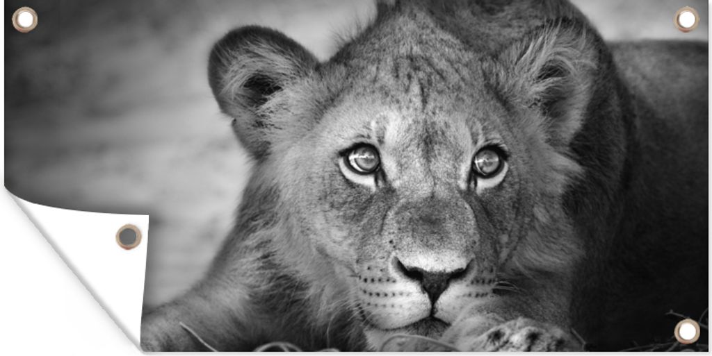 MuchoWow 60x30 cm Outdoor-Poster Gartendeko Sichtschutz Garten Poster für den Garten Wildtiere - Löwe - Natur - Schwarz - Weiß
