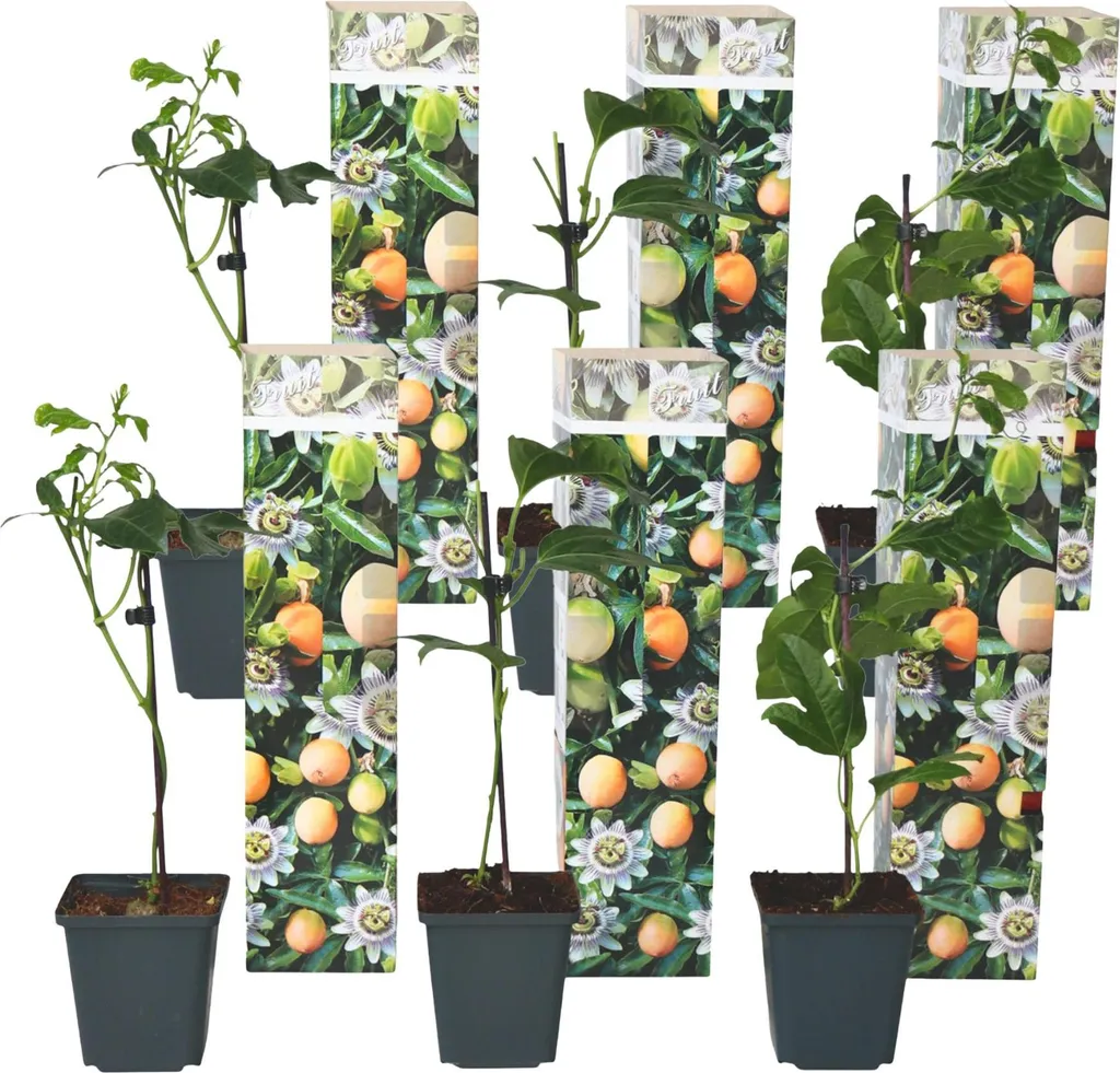 Passiflora Frederick Edulis - Fleur de la Passion Lot de 6 Pots 9cm