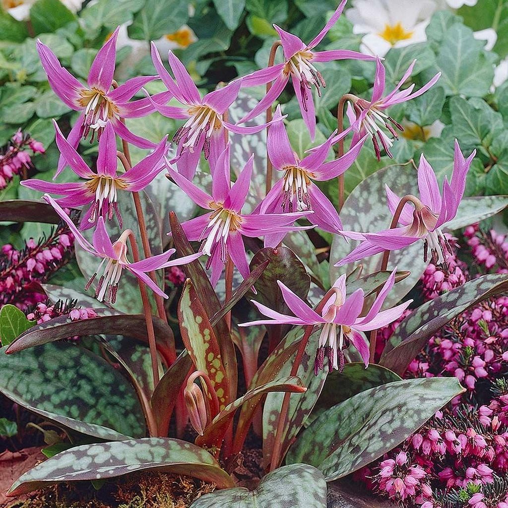 Erythronium bulbo Bulbi di fiori Fiori Dogtooth Dens Canis Immagine del prodotto 