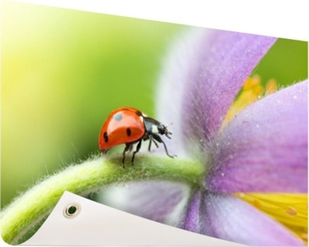 Gartenposter - 60x40 cm - Marienkäfer auf einer Blume - Modernes Wandbilder