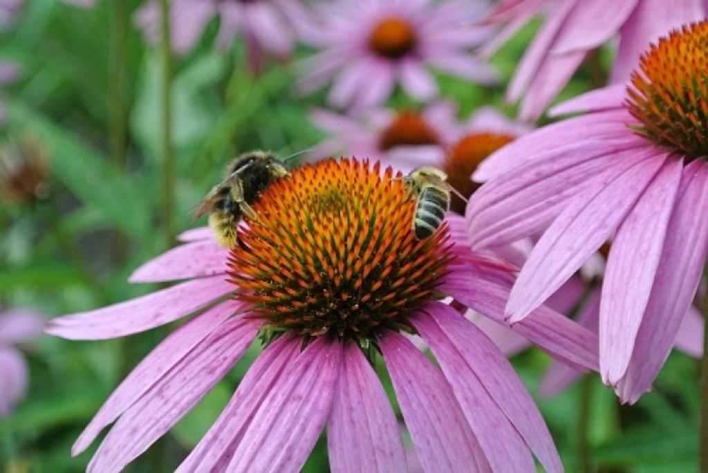 3 x Roter Sonnenhut Magnus - Sommerblüher - Bienenweide - TB 9