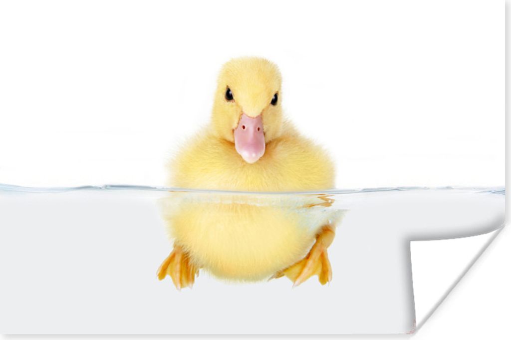 MuchoWow Poster Schwimmendes Entenbaby 180x120 cm - Fotoplakat