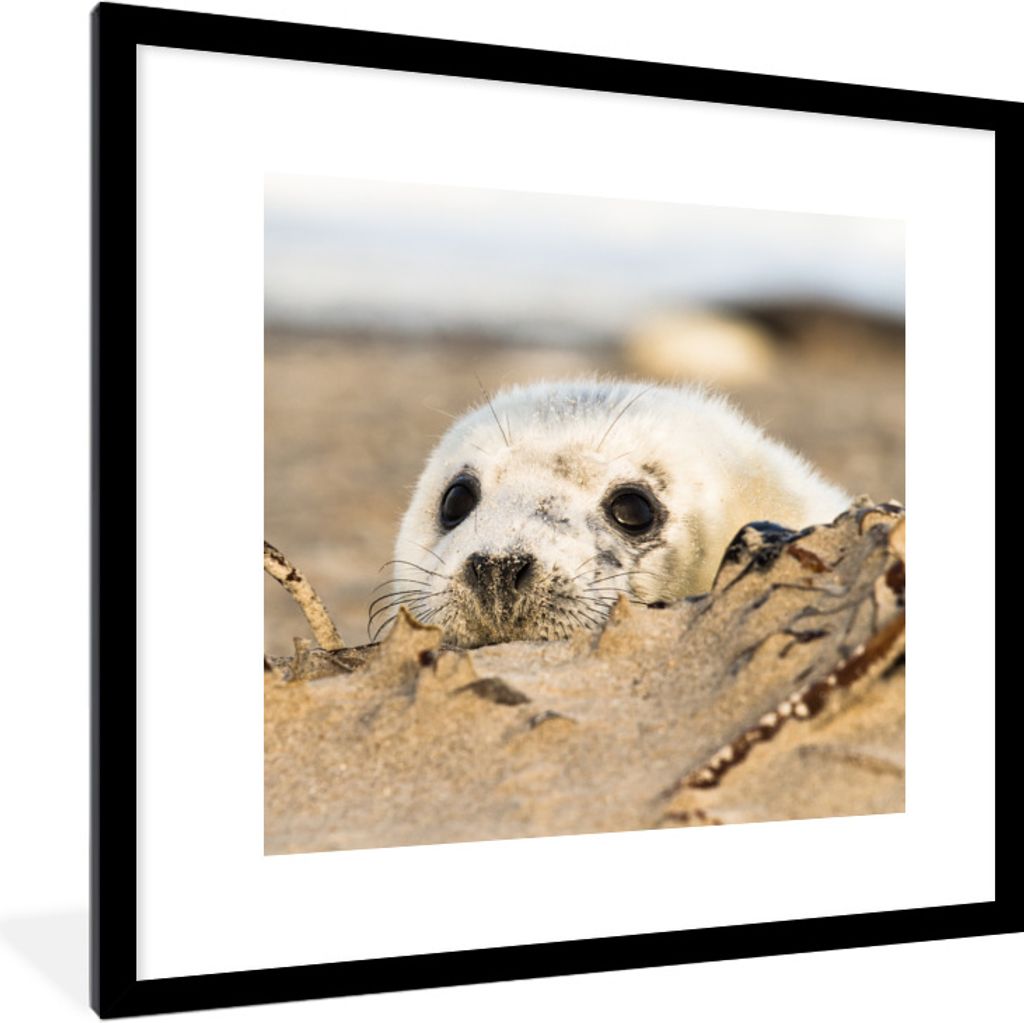 MuchoWow Gerahmtes Poster Robbe hinter Sandhügeln versteckt 40x40 cm - Poster mit Schwarzem Bilderrahmen Wandposter Rahmen Foto Bilder - Poster ...