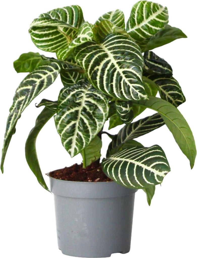 Zebrapflanze - Aphelandra squarrosa 'Botanica' - Höhe Produktbild 