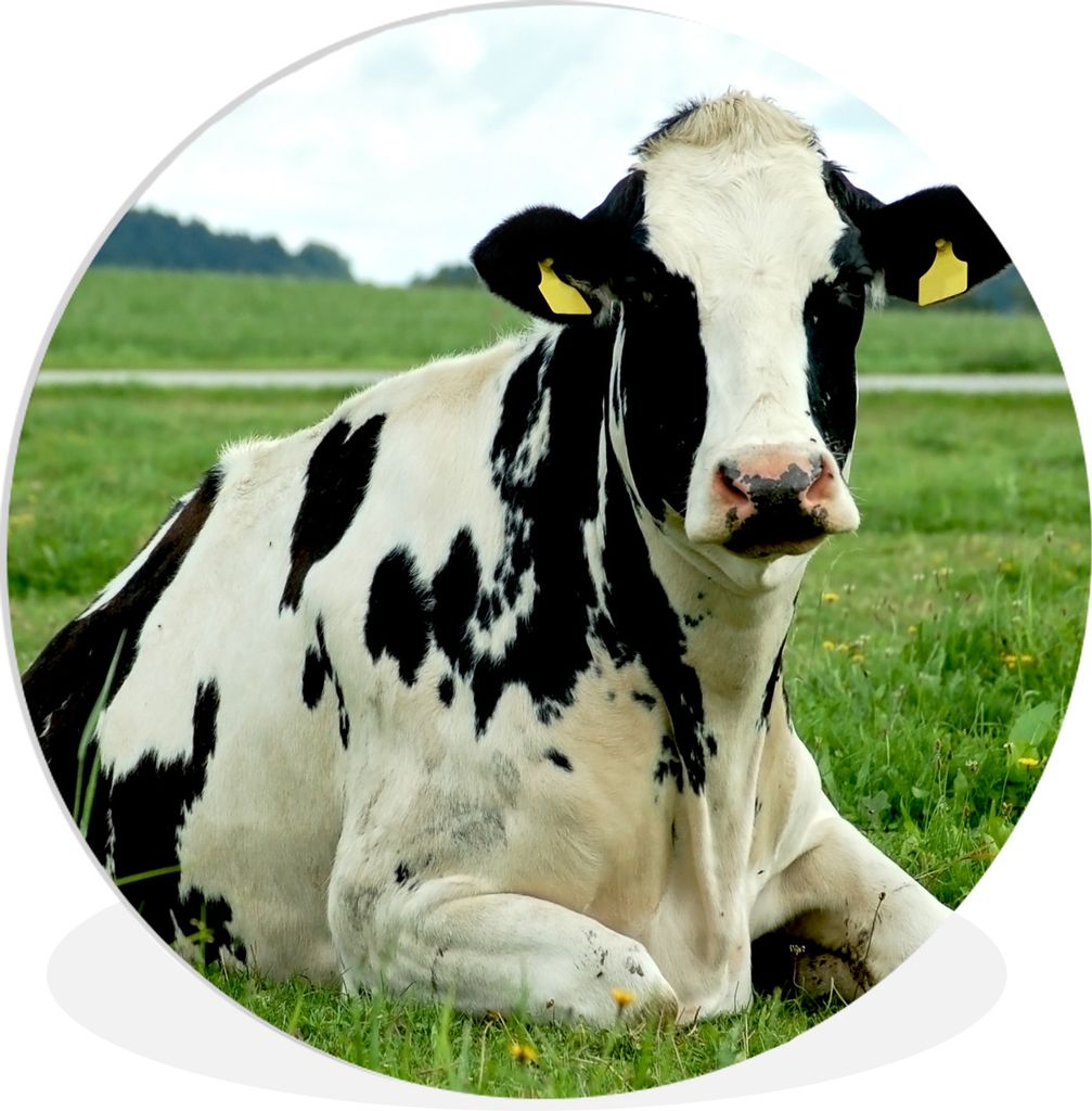 MuchoWow Rundes Wandbild - Runde Bilder Kuh - Tier - Friesland Ø 90 cm Kreis Wanddekoration Kunststoff - Wandkreis - Wandschmuck - Wand-Kreis - ...