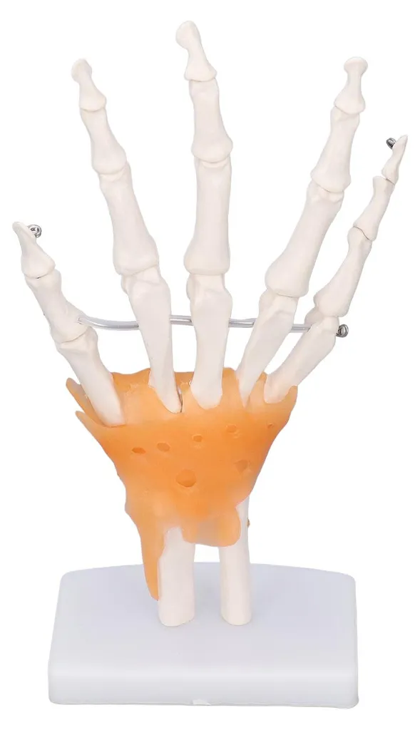 Main en PVC avec articulations mobiles - Taille réelle sur support - 20