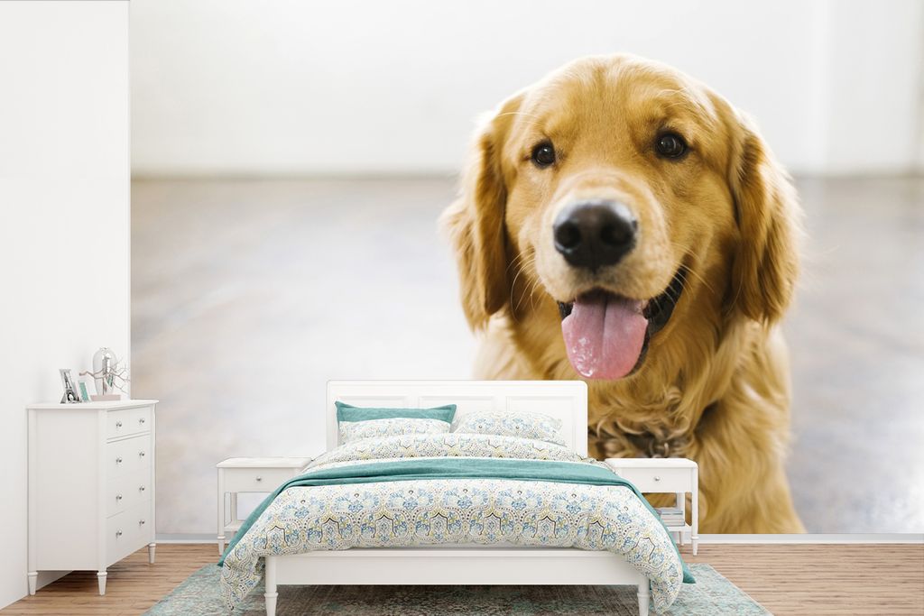 MuchoWow Fototapete für Wohnzimmer oder Schlafzimmer Wandtapete Vinyl Motivtapete Porträt eines superschönen Golden Retrievers - 600x400 cm - ...