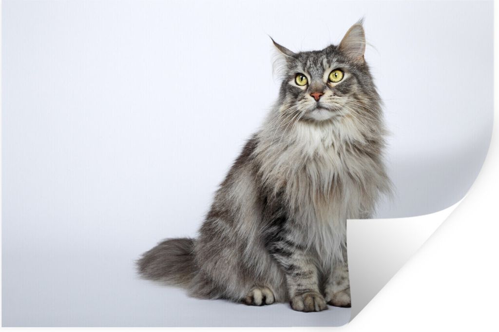 MuchoWow Wandtattoo Wandsticker Wandaufkleber Porträt einer grauen Maine Coon Katze 30x20 cm Selbstklebend und Repositionierbar - Wierderverwend...