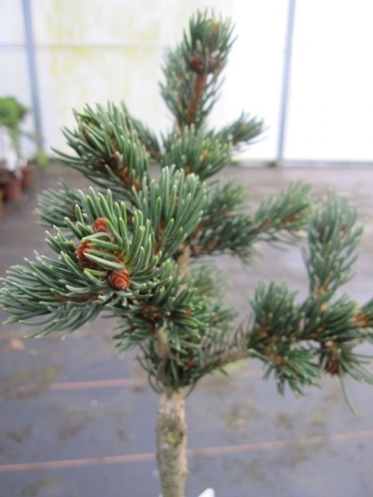 Picea pungens Lucky Strike - Zapfenfichte Lucky Strike Stamm 40cm