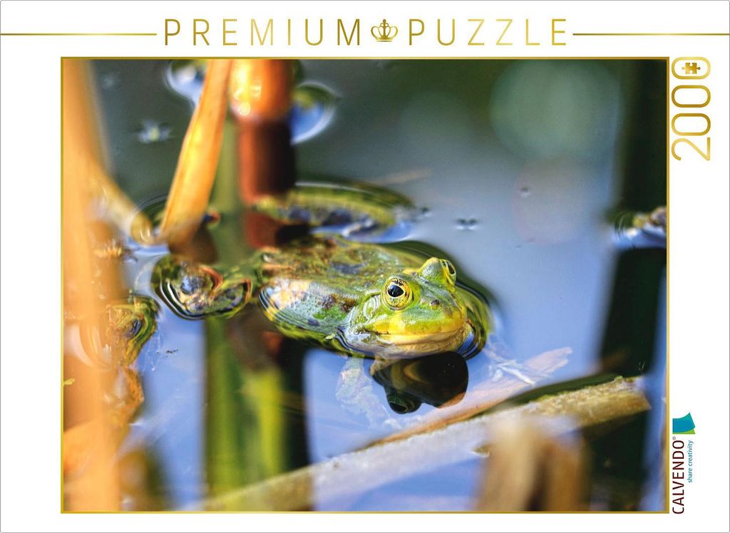CALVENDO Puzzle Teichfrosch 2000 Teile Puzzle quer | 2000 Teile Lege-Größe 90x67cm Foto-Puzzle für glückliche Stunden