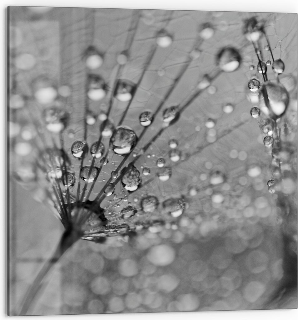 DEQORI Küchenrückwand Glas 60x60 cm 'Magische Tautropfen' Spritzschutz Bad Rückwand Küche