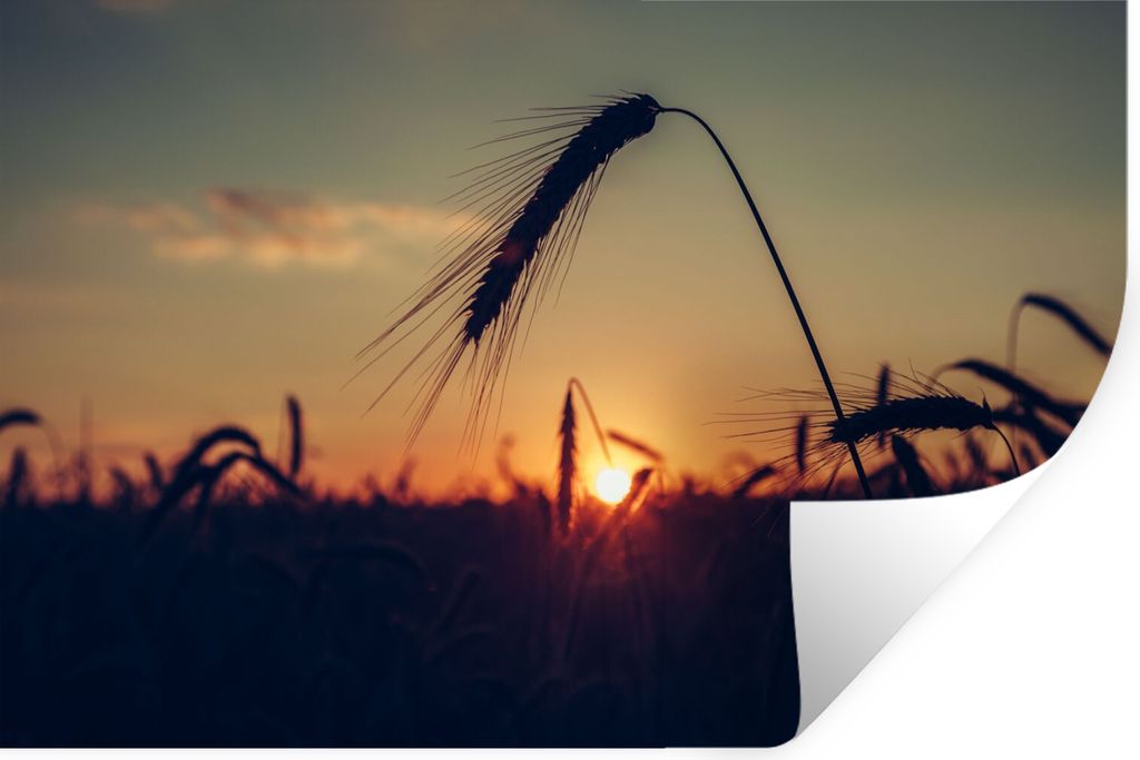 MuchoWow Wandtattoo Wandsticker Wandaufkleber Gras - Herbst - Sonnenuntergang - Jahreszeiten - Landschaft 90x60 cm Selbstklebend und Repositionie...