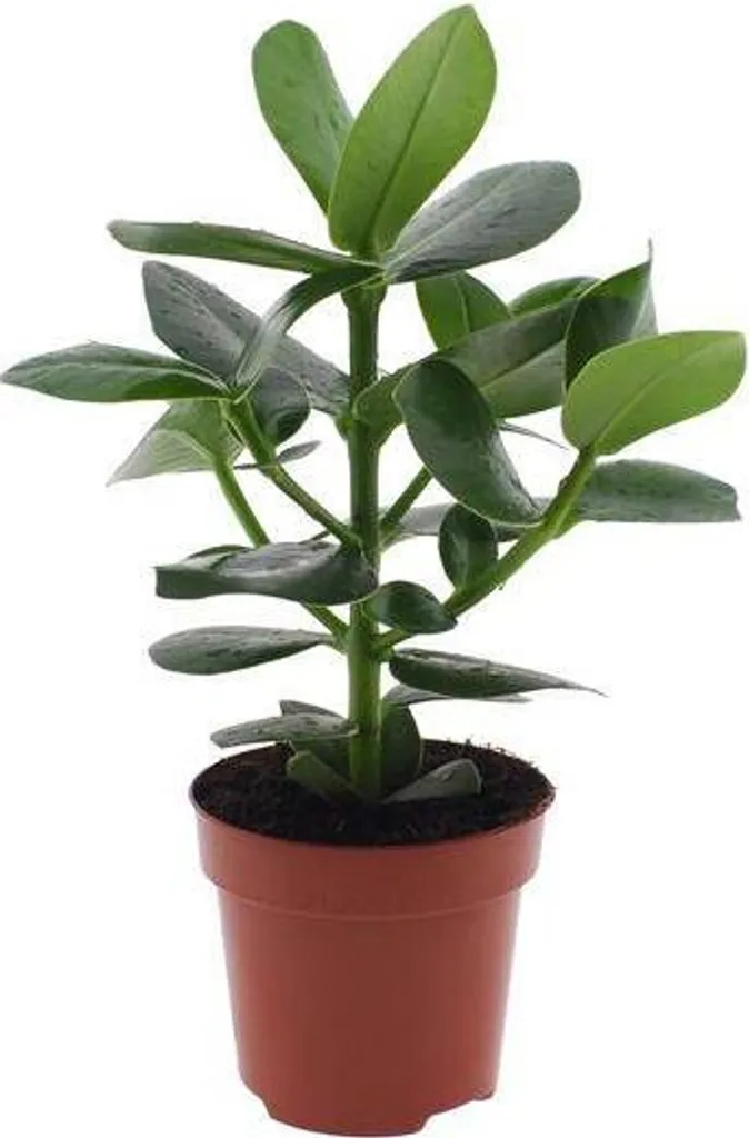 Plante verte Clusia rosea Princess 15cm - Pommier baumier pot de 12cm