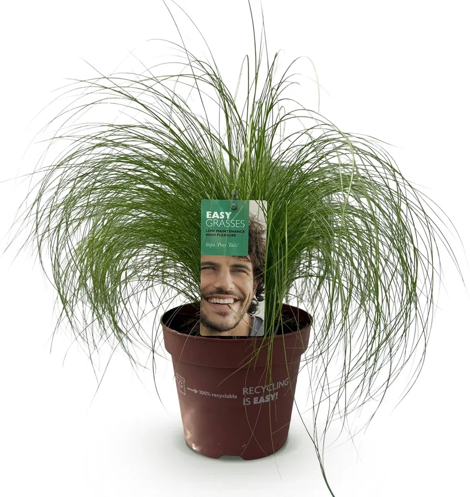 Stipa tenuifolia Pony Tails - Graminée Persistante - Pot 17cm - 50 cm