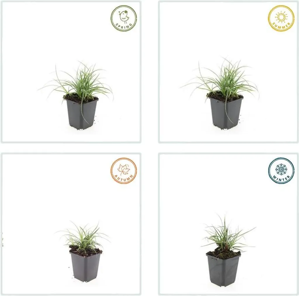 Plante couvre-sol persistante - Luzule blanche Luzula nivea - Lot de 12
