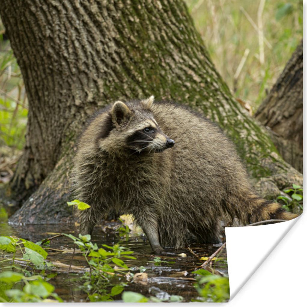 MuchoWow Poster Waschbär - Wasser - Wald 50x50 cm - Wohnzimmerdekoration