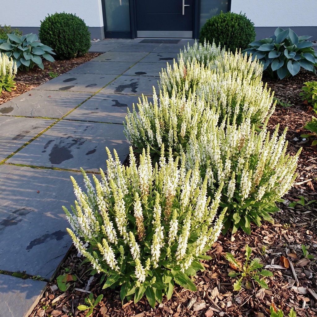 Stauden Gänge 10 x Salvia nemorosa 'Sensation White®' im 1 Produktbild 