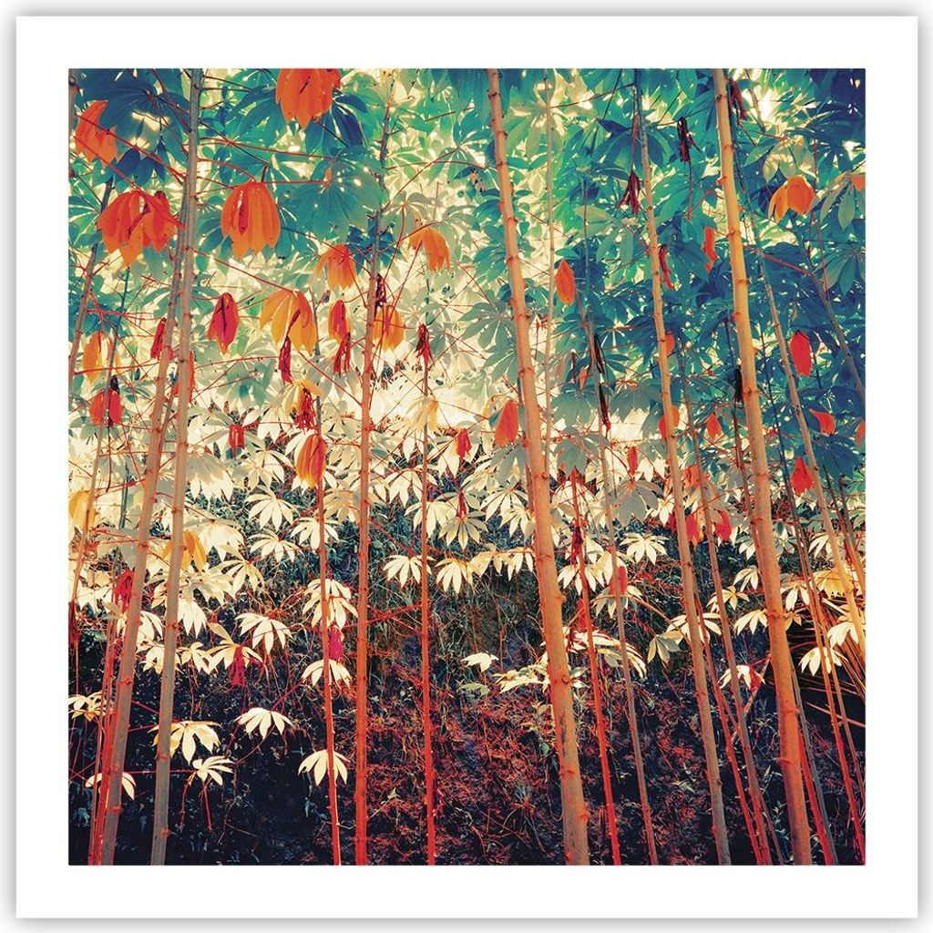 Poster - Poster ohne Rahmen - Pflanzen tropisch orange - 60x60 cm - Wand Bild - Wanddeko - Wandbilder - Kunstposter - Wandposter - Bilder - Kunstdr...