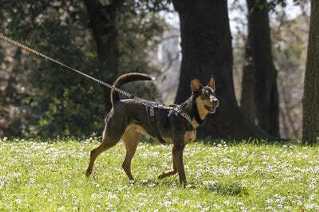 Pettorina per cani Morso H Pettorina Incidente di spaghetti riciclati - 7