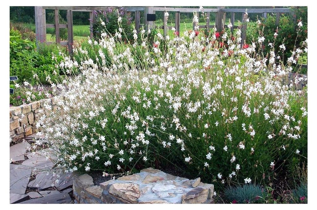 1 x Gaura lindheimeri 'Whirling Butterflies' (Stauden/Mehrjährig) Prachtkerze weiß - Dauerblüher mit schwebenden Blüten