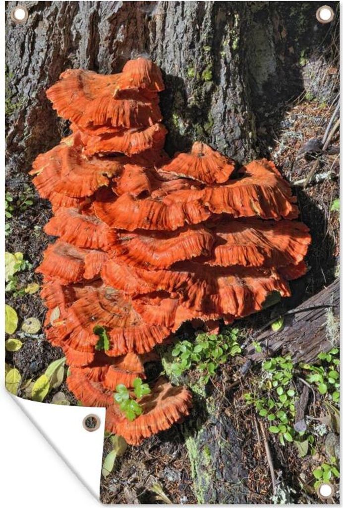 MuchoWow 60x90 cm Outdoor-Poster Gartendeko Sichtschutz Garten Poster für den Garten Rote Schwefelpilze