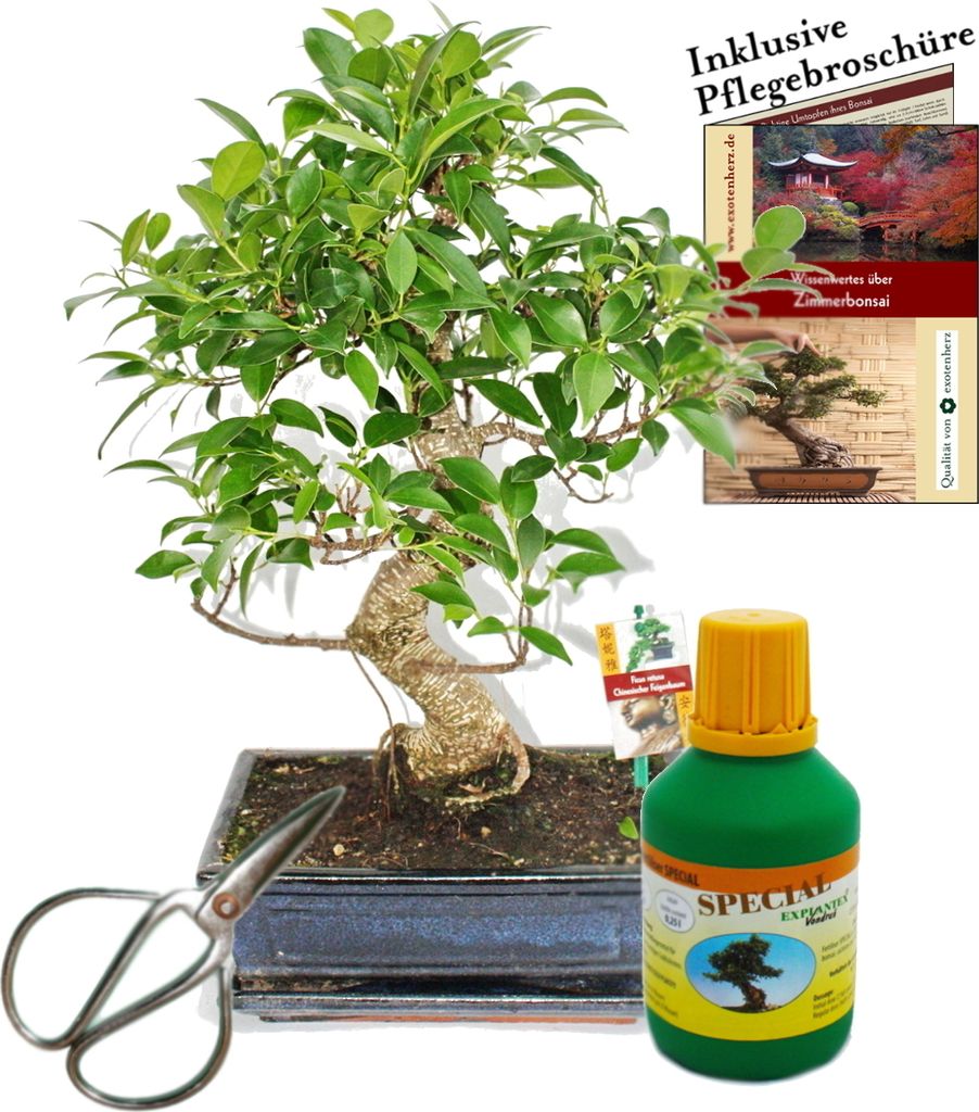 Bonsai Chin. Feigenbaum Ficus retusa ca. 10 Jahre 25cm Schale Geschenk-Set mit Schere und Dünger