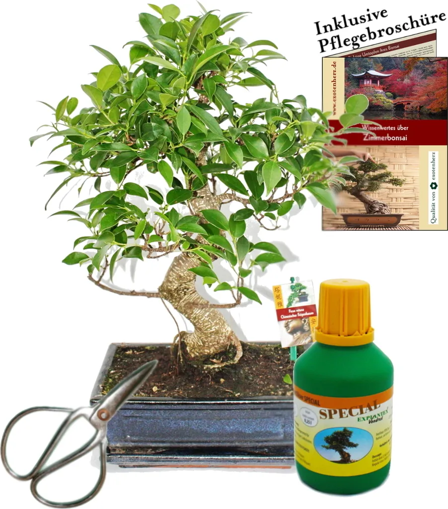 Bonsaï Ficus Retusa 10 ans en bol 25cm avec ciseaux et engrais offerts