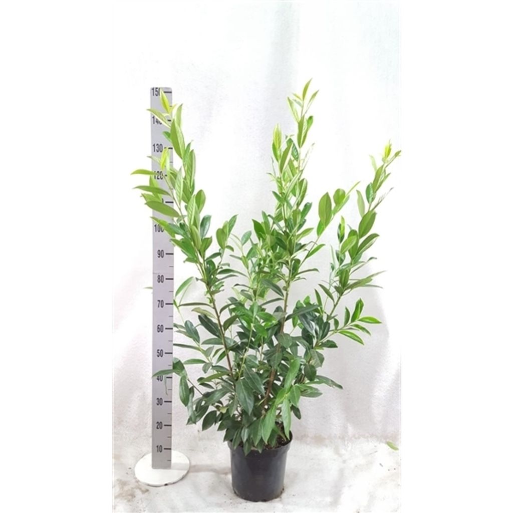 30 x Prunus laurocerasus "Caucasica", Höhe: 120-140 cm, Kirschlorbeer, Heckenpflanzen für ca. 12 m Hecke