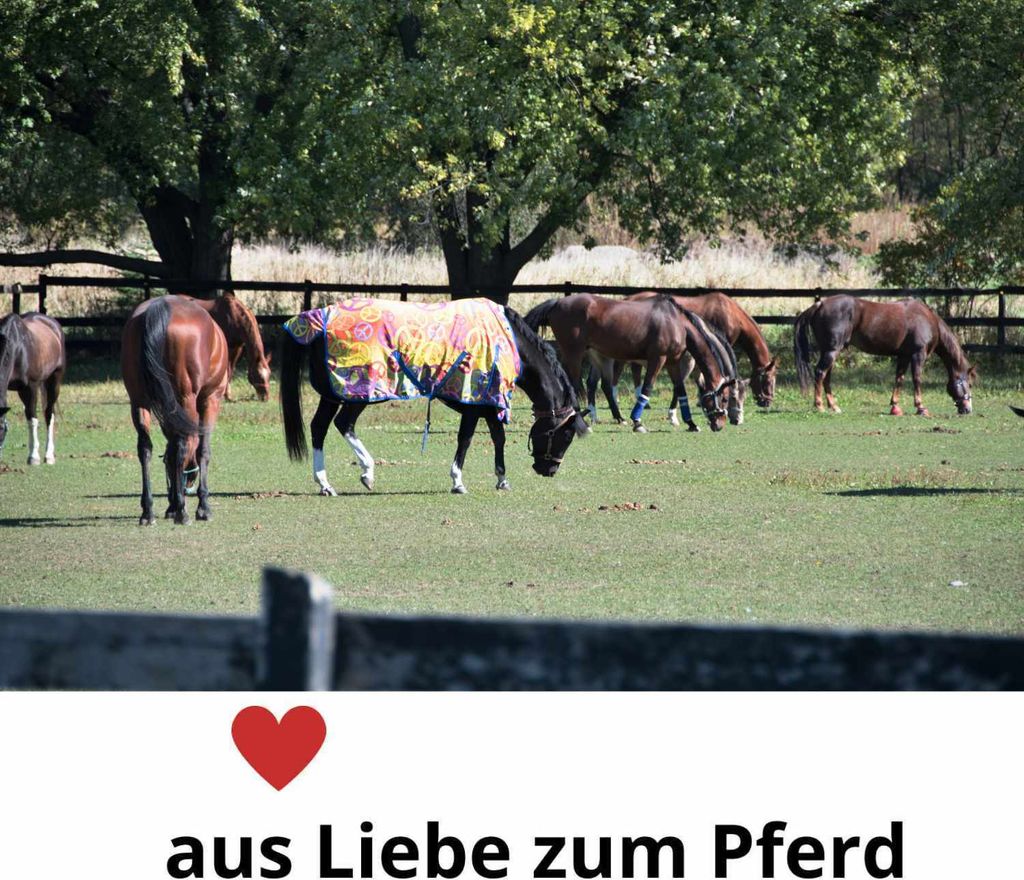 Masta Turnout Pferdedecke Flexi Neck, blau, Größe:140
