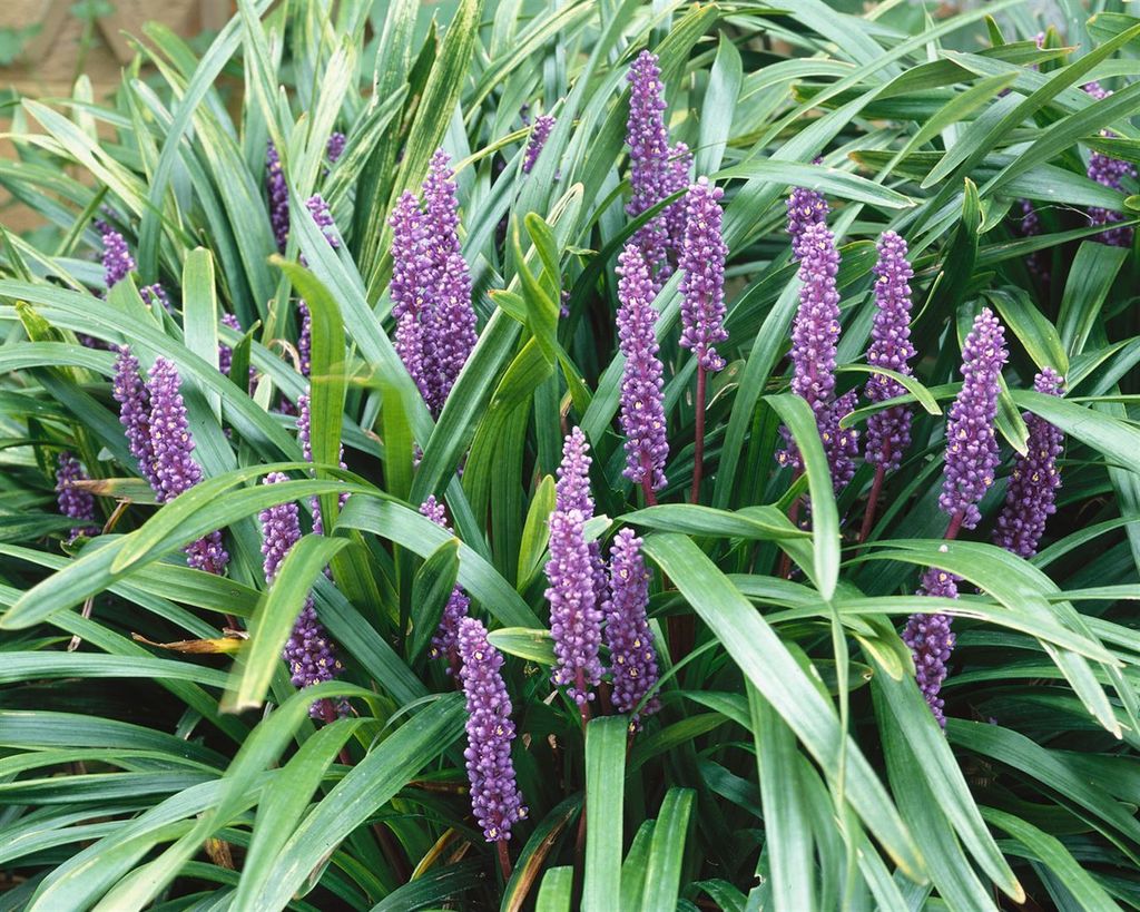 Liriope muscari 'Ingwersen', Lilientraube, immergrün, 20–40 cm