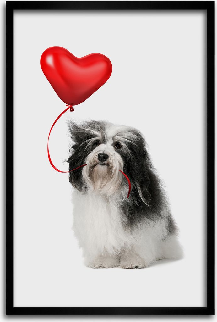 Bild - Bilderrahmen - 40 cm x 60 cm - MDF - Rahmen - Wandkunst - Havanese mit einem Ballon