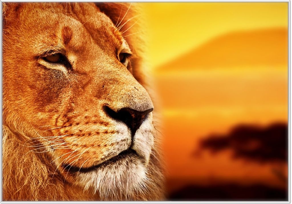 Wallario Wandbild Prächtiger Löwe in der Savanne, Größe: 70,30 x 100,30 cm, Poster mit weißem Kunststoffrahmen