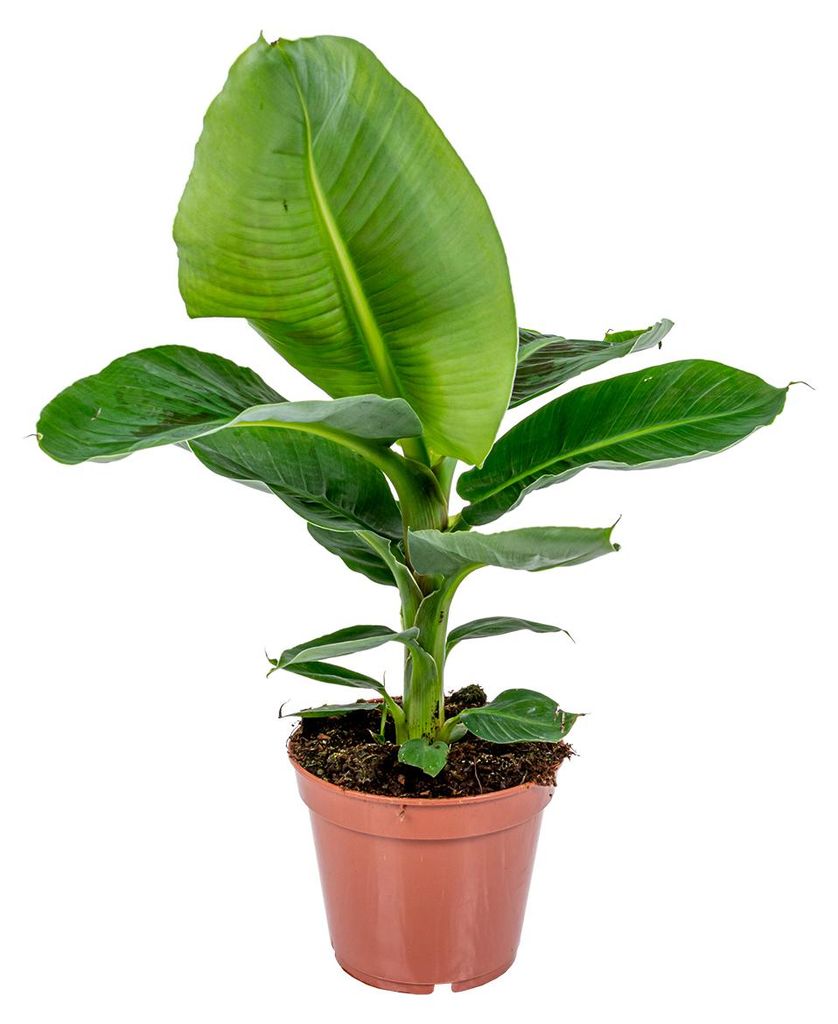 Bloomique - Musa Dwarf Cavendish - Bananowiec - Rośliny Zdjęcie produktu 