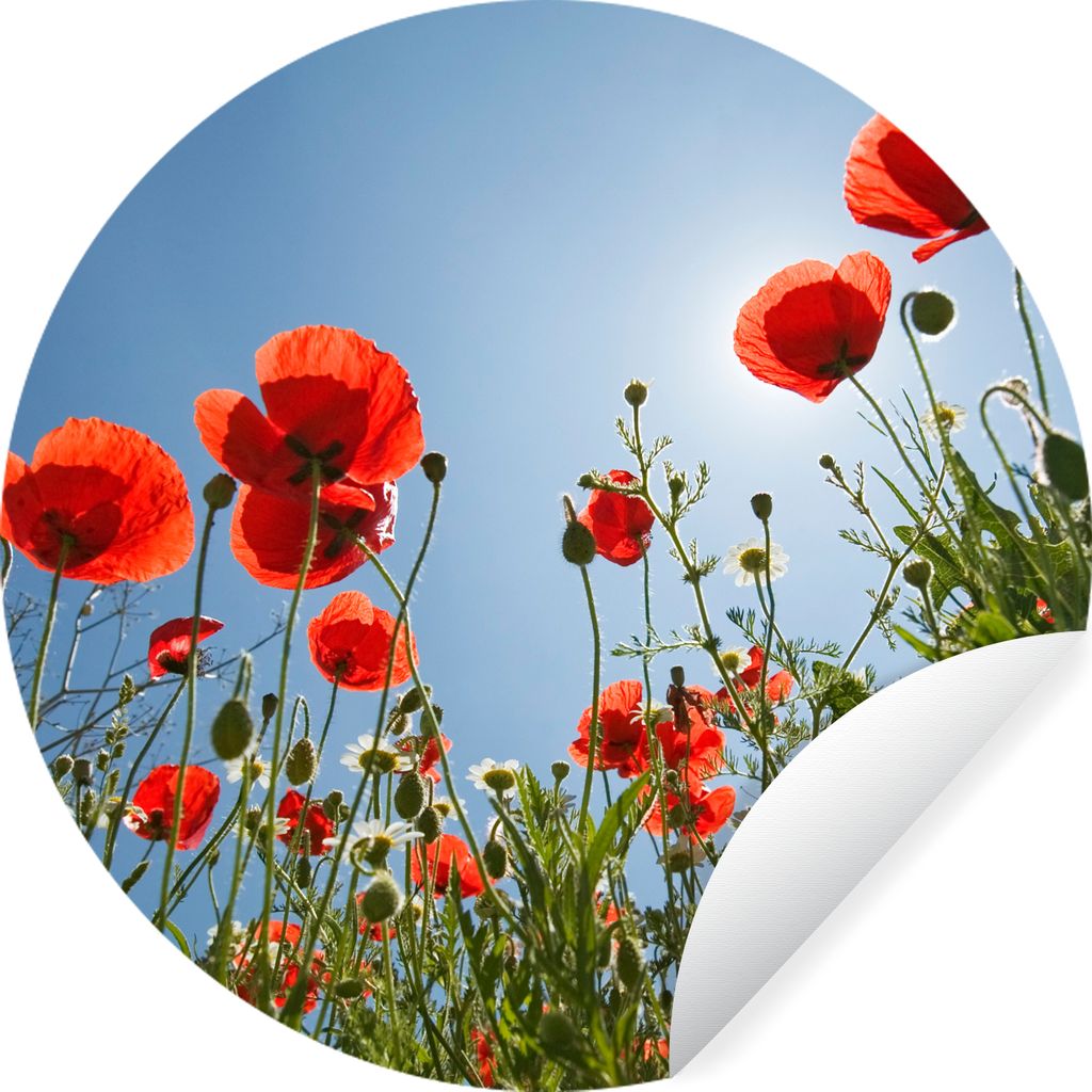 MuchoWow Runde Wandtattoo - Wandsticker Tapete Aufkleber Strahlende Sonne über einigen Mohnblumen in Spanien Ø 50 cm Selbstklebend und Repositi...