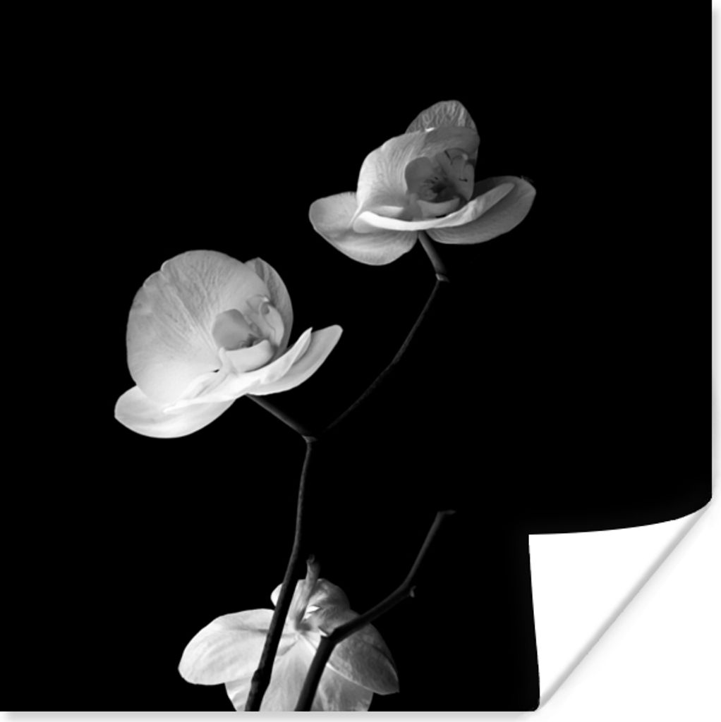 MuchoWow Poster Orchidee - Blumen - Schwarz - Weiß - Stilleben 30x30 cm - Wandposter - Printing