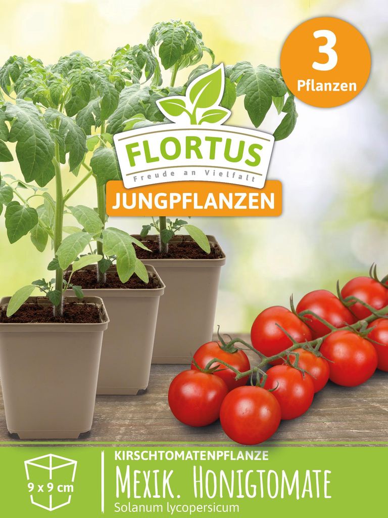 Kirschtomatenpflanze Mexikanische Honigtomate | Produktbild 