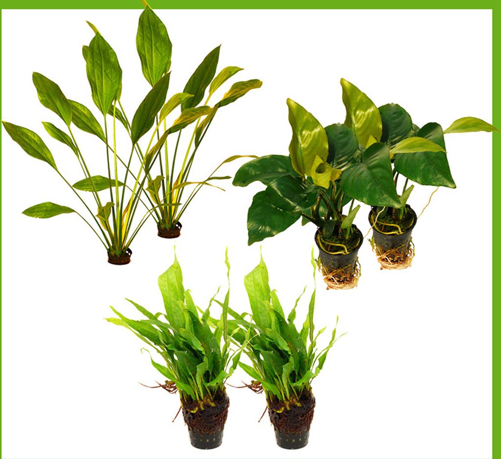 6 schöne Töpfe für Barsch-Aquarien: Anubias, Javafarn, Produktbild 
