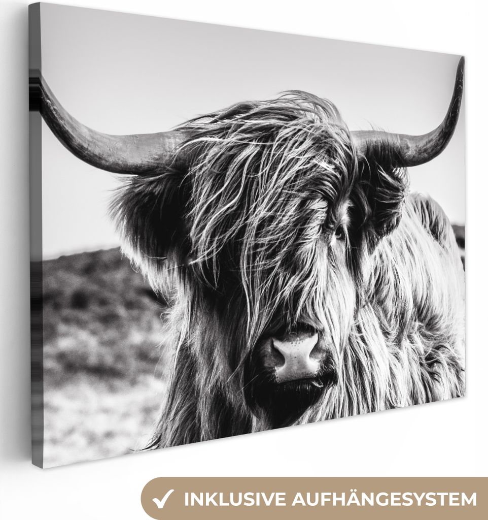 OneMillionCanvasses® - Obrazy na plátně - Kráva - Skotský Obrázek produktu 
