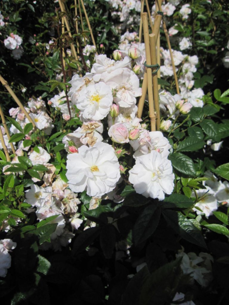 Rosa Sweet Siluetta - Ramblerrose Sweet Siluetta - Kordes Rose