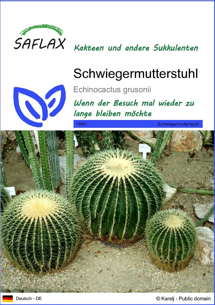 SAFLAX - Kakteen - Schwiegermutterstuhl - 40 Samen - Echinocactus grusonii