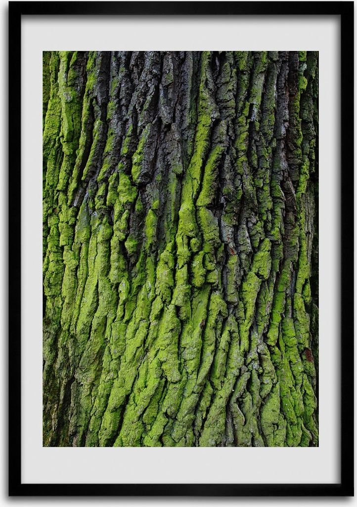 Bild - Bilderrahmen - Foto - 70 cm x 100 cm - MDF - Rahmen - Wandkunst - Die Rinde eines Baumes