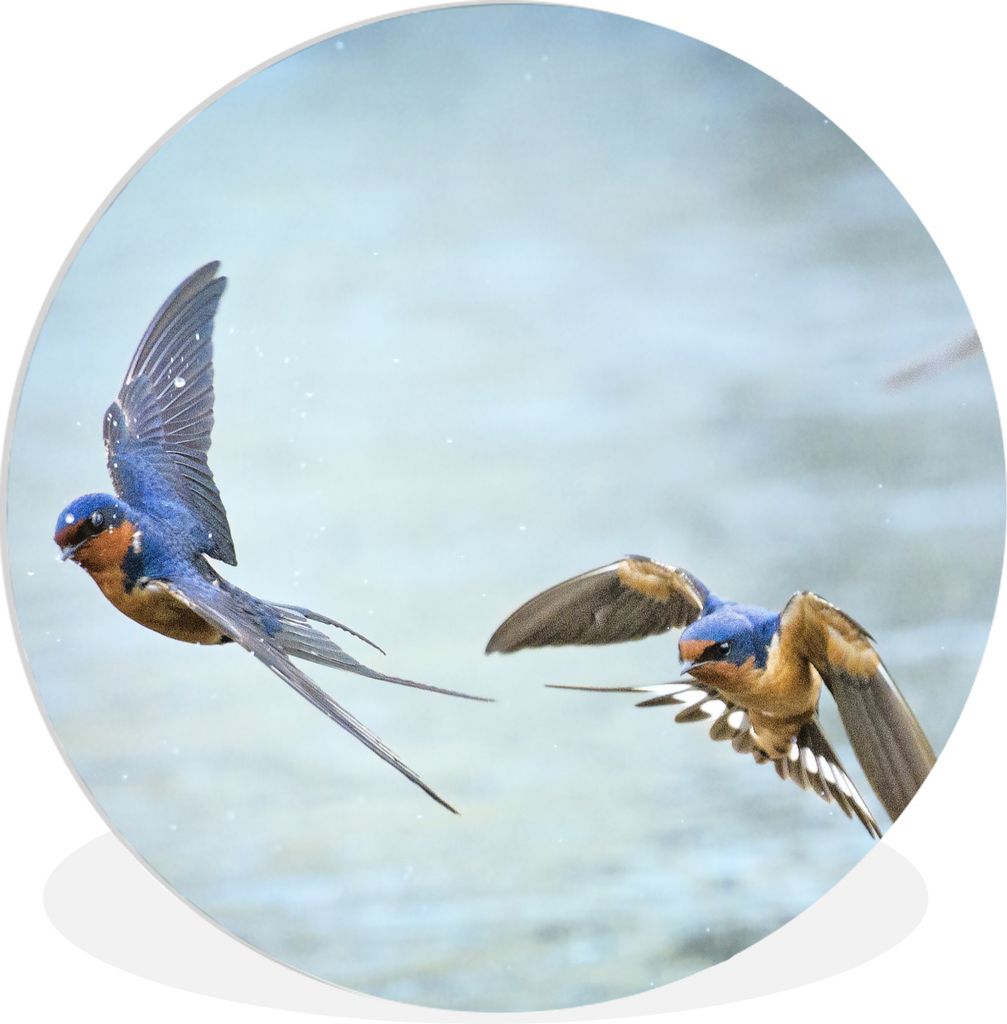MuchoWow Rundes Wandbild - Runde Bilder Schwalbe - Wasser - Blau Ø 30 cm Kreis Wanddekoration Kunststoff - Wandkreis - Wandschmuck - Schlafzimme...