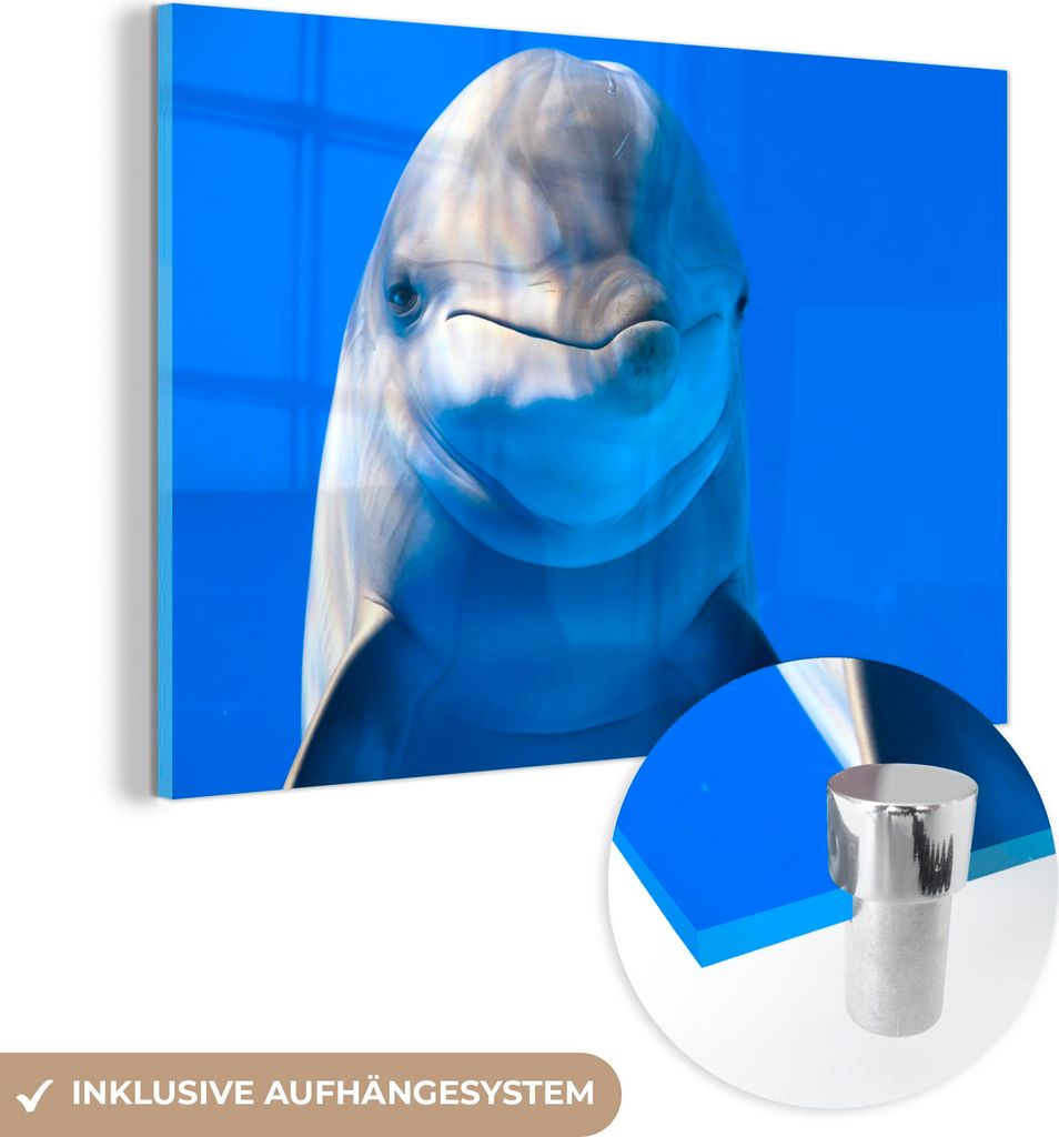 MuchoWow Glasbilder - Bilder auf Wandbild - Foto auf Glas Delfin in einem Aquarium 120x80 cm Wanddekoration aus Glas - Acrylglasbild - Acrylbilder ...