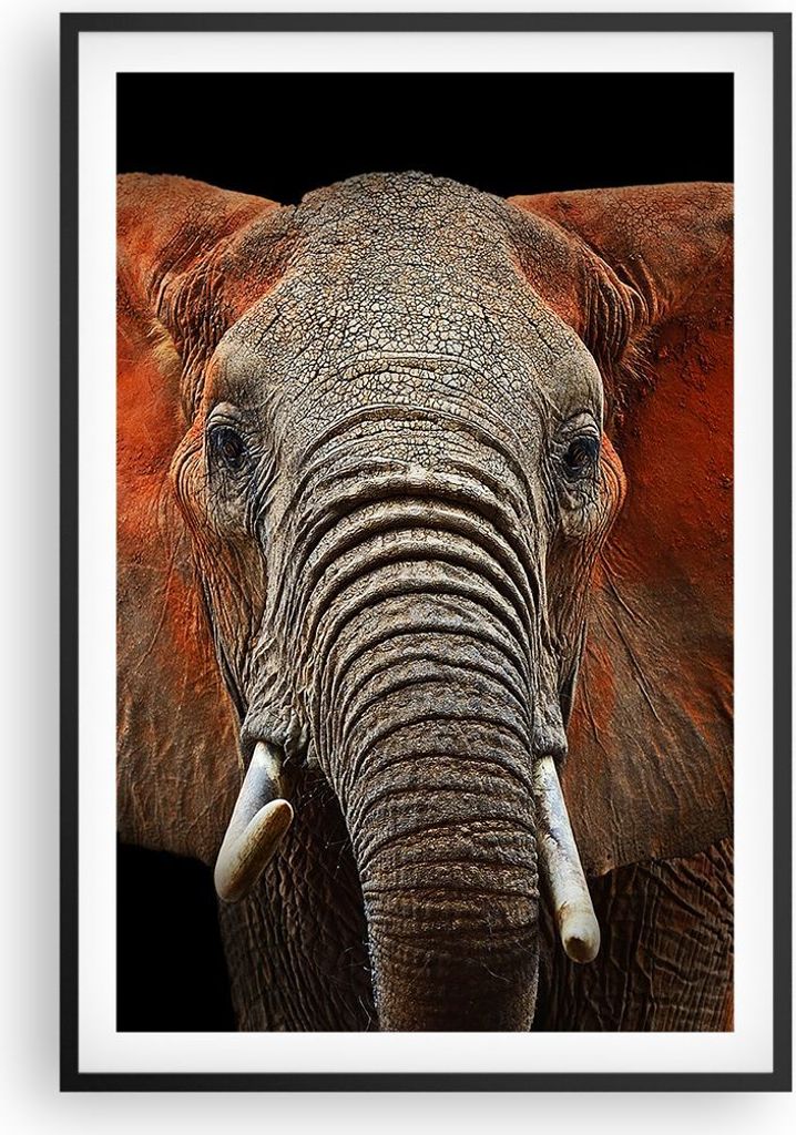 Gerahmtes Poster - Schwarzer Rahmen - Elefant Rot Ohren - 61x91,5 cm - Wand Bild - Wanddeko - Wandbilder - Kunstposter - Wandposter - Bilderrahmen ...