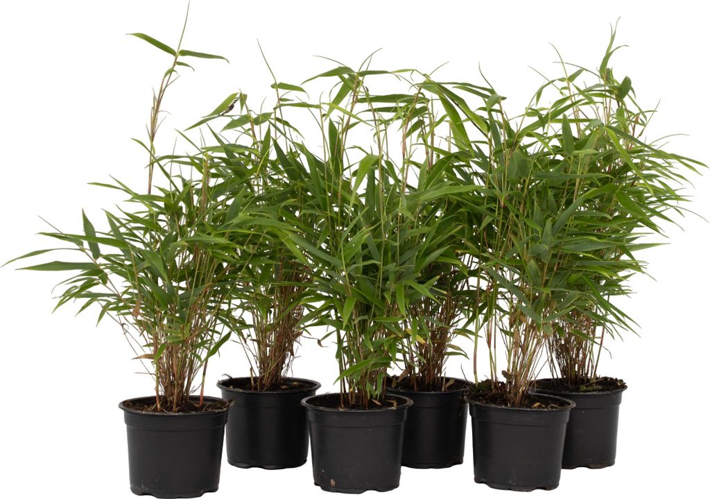 Fargesia rdzawa - 6 szt - Fargesia rufa - Wysokość 25-40cm Zdjęcie produktu 