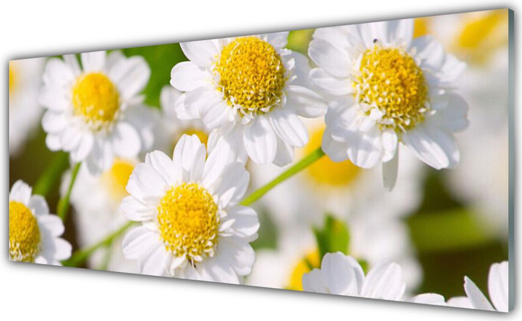 Küchenrückwand aus Glas 125x50cm Spritzschutz Gänseblümchen Pflanzen