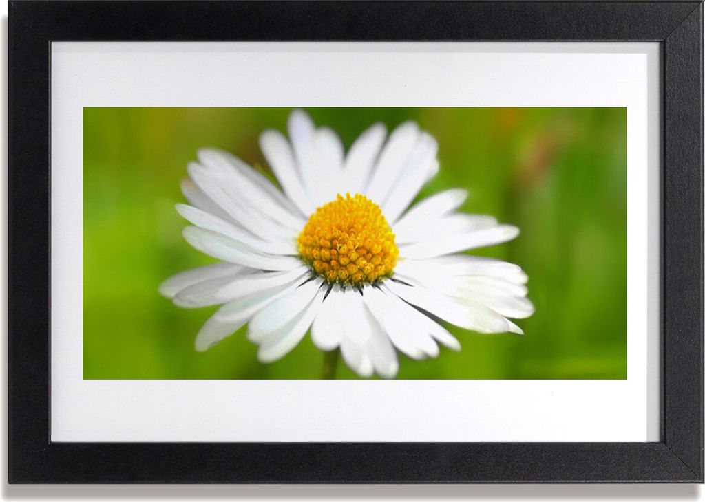 Bild 30x20 MDF-Rahmen Wandkunst Daisy Pflanze Natur