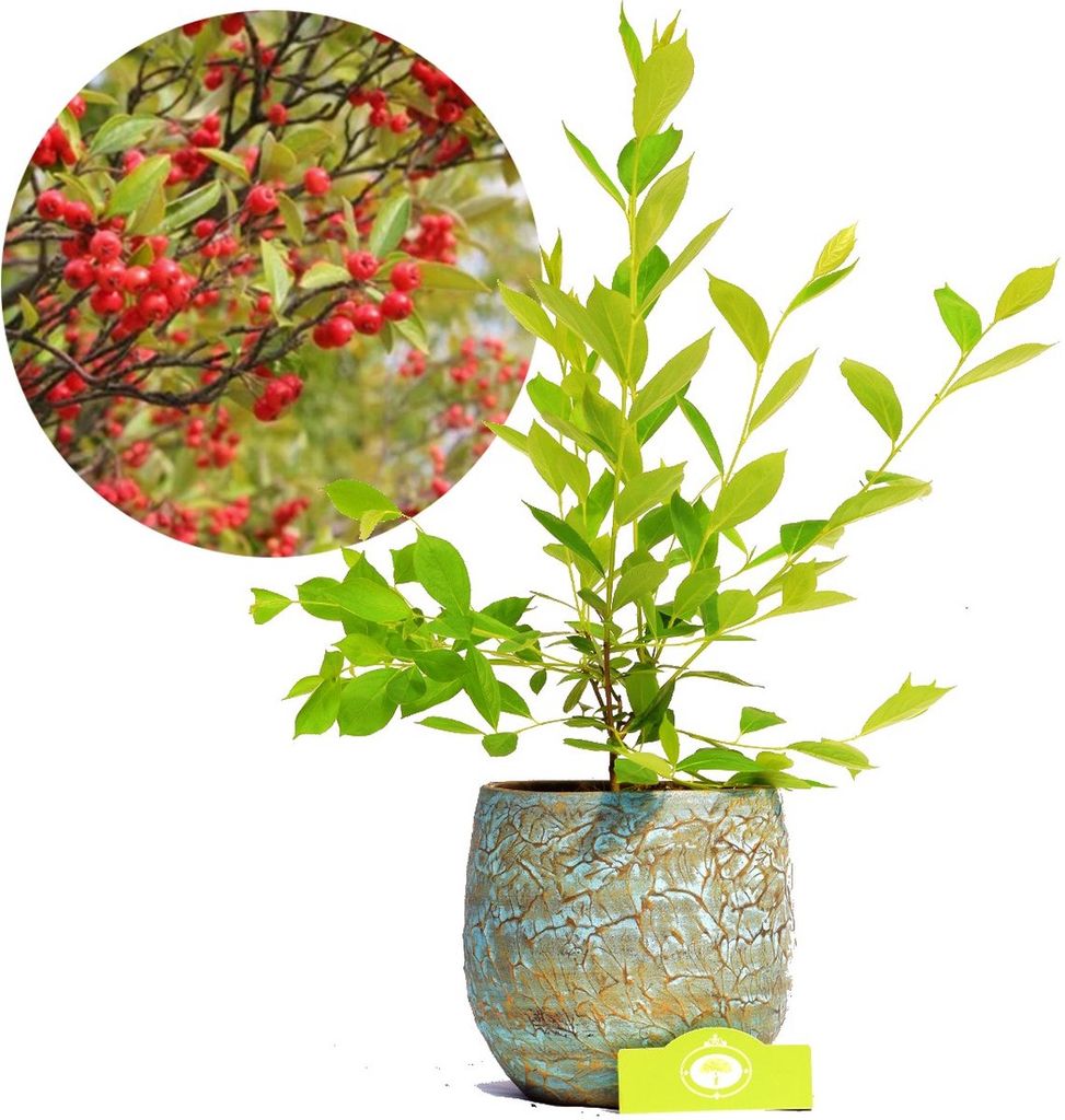 A potted plant with green leaves and red berries, shown next to a close-up inset of the berries on branches.